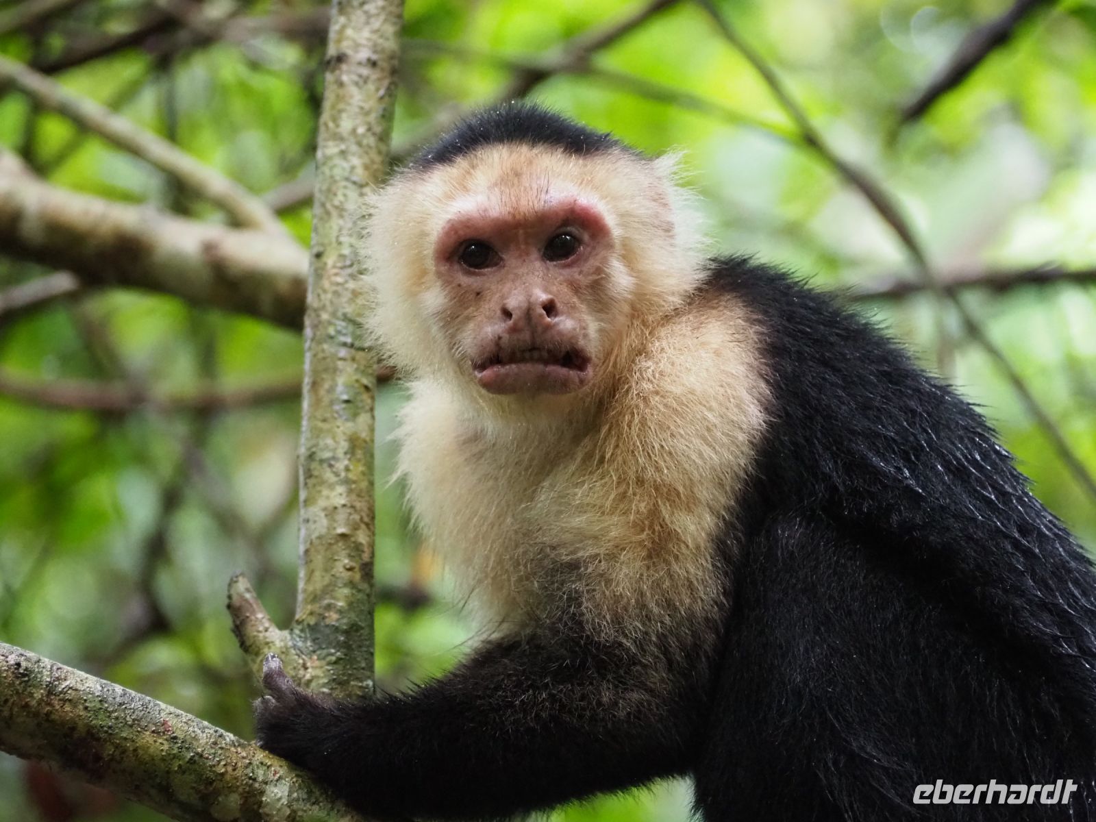 Kapuzineraffe