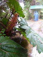 Im Nationalpar Vulkan Poas