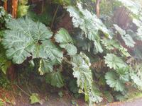 Im Nationalpar Vulkan Poas