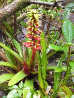 Im Nationalpar Vulkan Poas