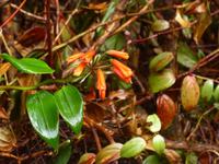 Im Nationalpar Vulkan Poas