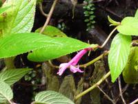 Im Nationalpar Vulkan Poas