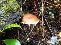 Im Nationalpar Vulkan Poas