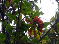 Im Nationalpar Vulkan Poas