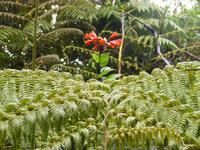 Im Nationalpar Vulkan Poas