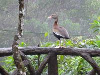 La-Paz-Waterfalls San Jose