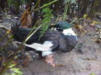 die dazugehörige Ente