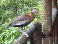 La-Paz-Waterfalls San Jose