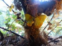 Im Schmetterlingshaus