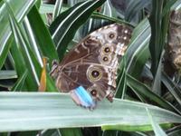 Im Schmetterlingshaus