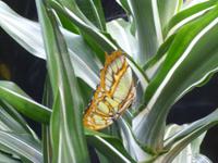 Im Schmetterlingshaus