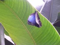 Morpho im Schmetterlingshaus