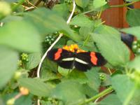 Im Schmetterlingshaus