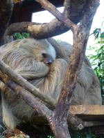 Faultiere im La-Paz-Waterfalls