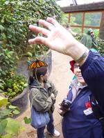 Die Anne und der Schmetterling