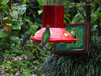 Kolibris im La-Paz-Waterfalls