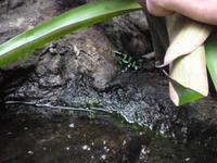 erkennt man den Frosch?