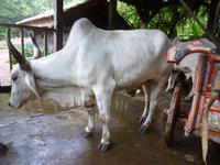 La-Paz-Waterfalls San Jose
