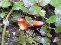 Blütenzauber Costa Ricas