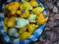 Im Mercado von San Jose