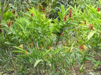 Spanischer Garten in San Jose