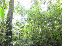 Im Nationalpark Nacional Braulio Carillo