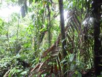 Im Nationalpark Nacional Braulio Carillo