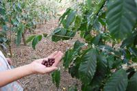 Die Früchte der Arabica-Kaffeepflanze