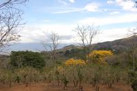 Gelbe Bäume und eine beeindruckende Landschaft