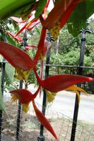 Exotische Pflanzen und Blüten