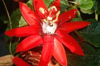 Exotische Pflanzen und Blüten