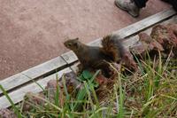 Emsiges Eichhörnchen sammelt bunte Smarties