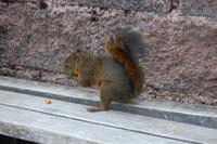 Emsiges Eichhörnchen sammelt bunte Smarties