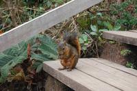 Emsiges Eichhörnchen sammelt bunte Smarties