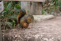 Emsiges Eichhörnchen sammelt bunte Smarties