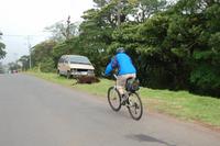 Wildwechsel auf dem Weg nach San Miguel