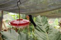 Kolibri an der Zuckerwasser-Tränke