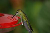 Kolibri an der Zuckerwasser-Tränke
