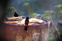 Passerinitangaren (Ramphocelus passerinii), die schwarz-roten sind die Männchen