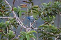 Blautangar (Thraupis episcopus)