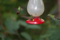 Kolibri an der Zuckerwasser-Tränke