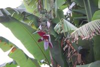Bananenblüte