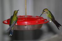 Kolibri an der Zuckerwasser-Tränke