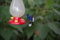 Kolibri an der Zuckerwasser-Tränke