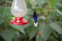 Kolibri an der Zuckerwasser-Tränke