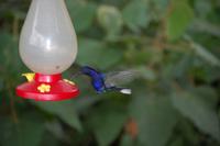 Kolibri an der Zuckerwasser-Tränke