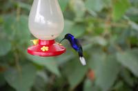 Kolibri an der Zuckerwasser-Tränke