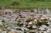 Lotosblüten am Radwegrand