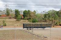 Ananas für die Fabrik für Fruchtkonzentrate