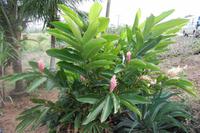 Exotische Pflanzen und Blüten